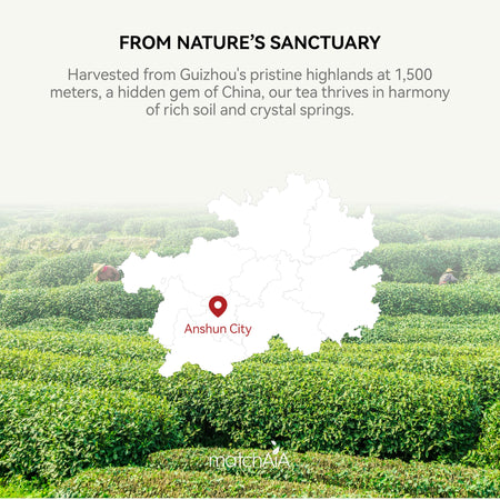 Premium Culinary Grade, 100% Pure Green Tea Powder, Perfect for Lattes, Smoothies, Desserts and Baking, Sugar Free, Gluten Free (350g / 12.3oz Tin Can) matchaia