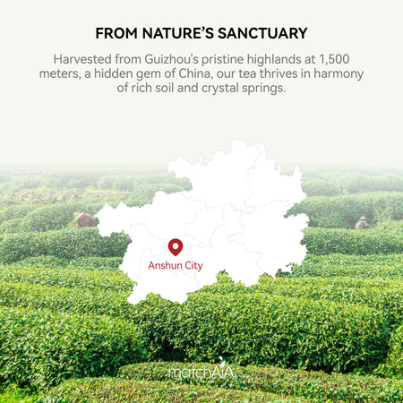 Premium Culinary Grade, 100% Pure Green Tea Powder, Perfect for Lattes, Smoothies, Desserts and Baking, Sugar Free, Gluten Free (150g / 5.3oz Pouch) matchaia