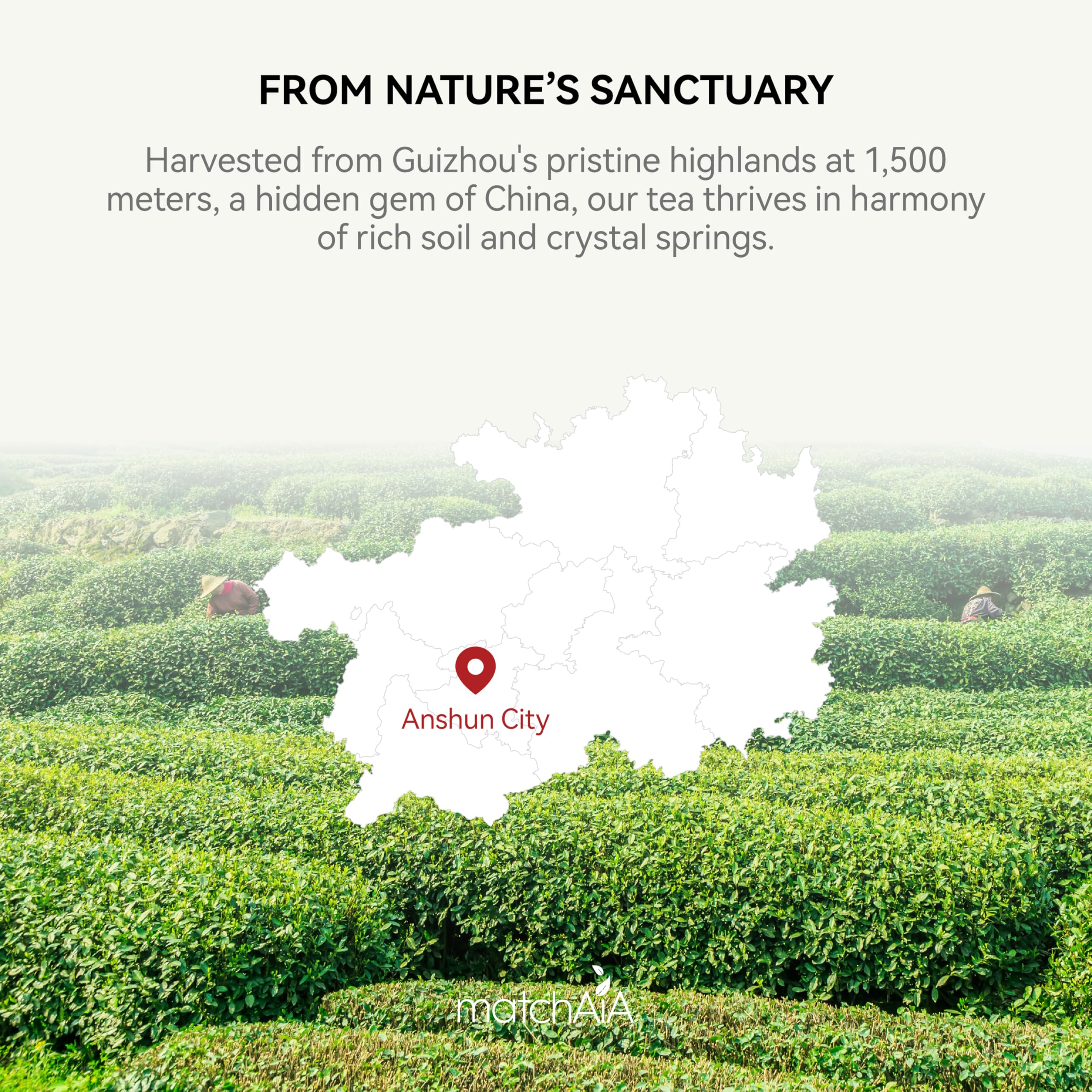 Premium Ceremonial Grade Organic Matcha Powder (60g / 2.1oz Tin Can) matchaia