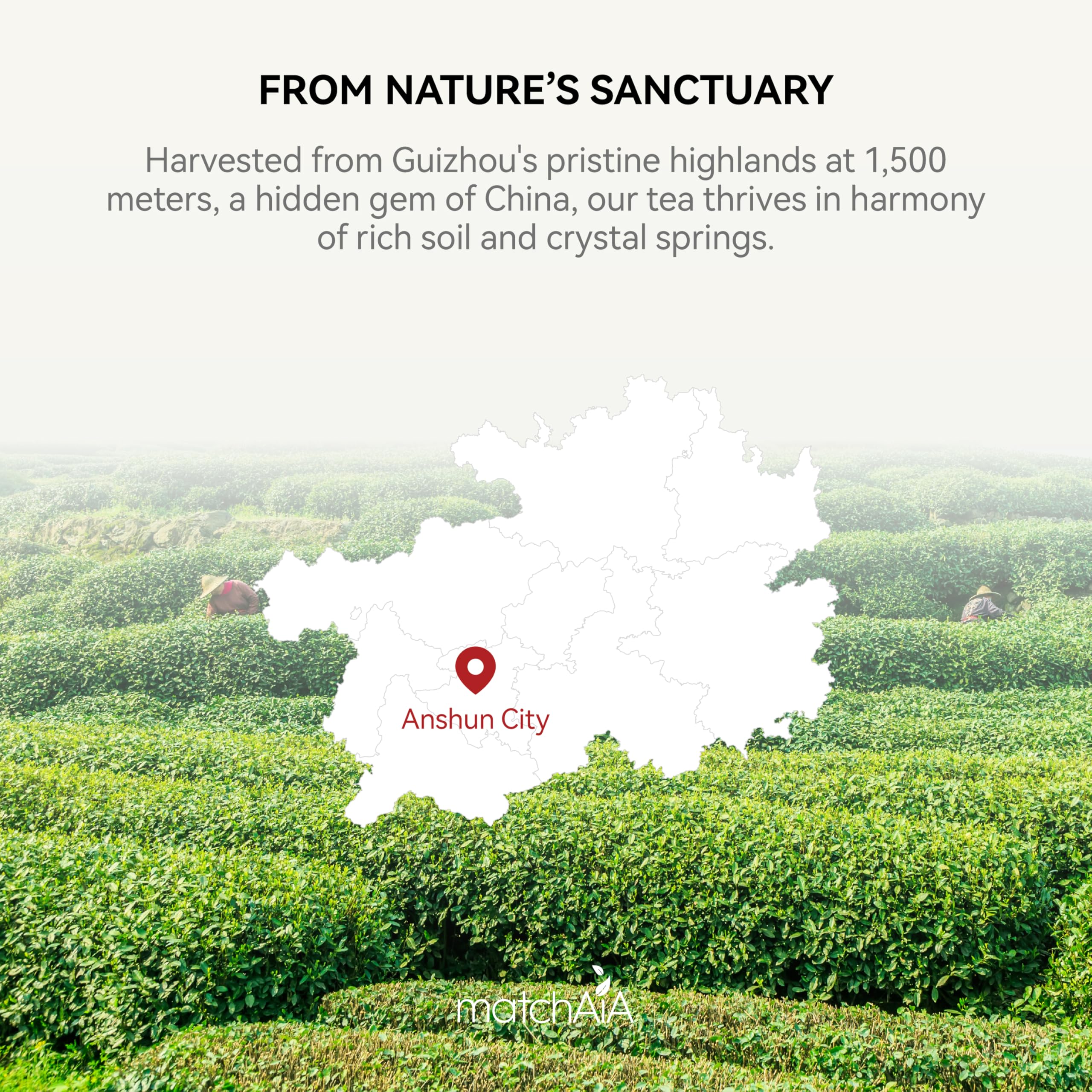 Premium Ceremonial Grade Organic Matcha Powder (40g / 1.4oz Tin Can) matchaia