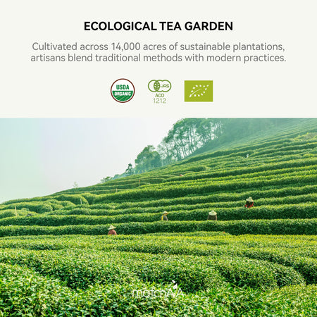 Premium Culinary Grade, 100% Pure Green Tea Powder, Perfect for Lattes, Smoothies, Desserts and Baking, Sugar Free, Gluten Free (150g / 5.3oz Pouch) matchaia